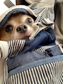 chiko