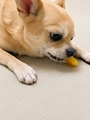 chiko