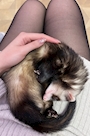 chiko