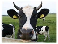 プロフィール写真1・又三郎(仮)｜NEO GIRLS BAR 猪鹿蝶 粋・イノシカチョウ スイ - 中野のガールズバー