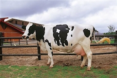 プロフィール写真2・又三郎(仮)｜NEO GIRLS BAR 猪鹿蝶 粋・イノシカチョウ スイ - 中野のガールズバー