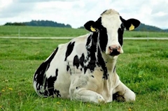 プロフィール写真3・又三郎(仮)｜NEO GIRLS BAR 猪鹿蝶 粋・イノシカチョウ スイ - 中野のガールズバー