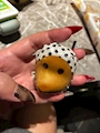 chiko