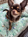 chiko