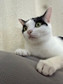 chiko