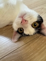 chiko