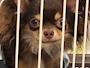 chiko