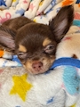 chiko