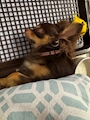 chiko