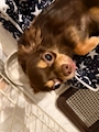 chiko