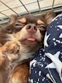 chiko