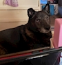 chiko