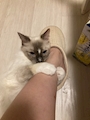 chiko