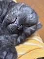 chiko