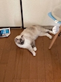 chiko