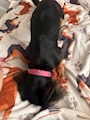 chiko