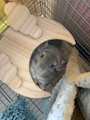 chiko