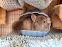 chiko