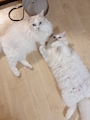 新着ブログ 🐈