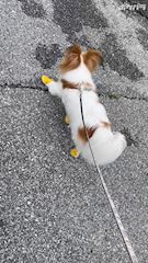 chiko
