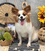 chiko