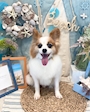 chiko