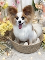 chiko