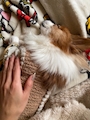 chiko