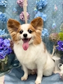 chiko