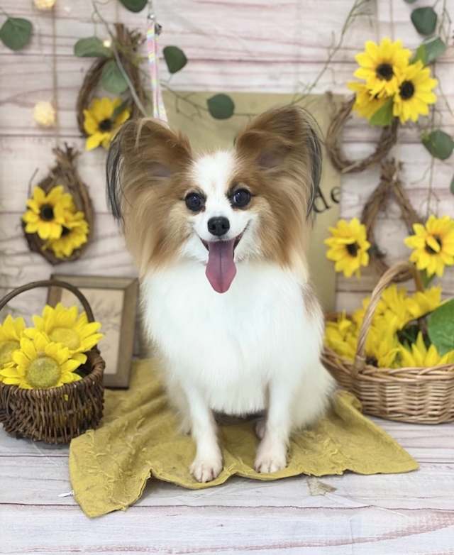 プロフィール写真6・茜｜