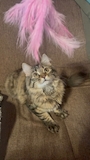 chiko