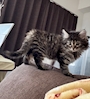 chiko