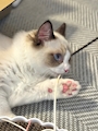 chiko
