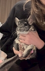 chiko