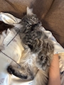 chiko