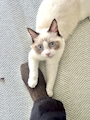 chiko