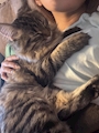 chiko