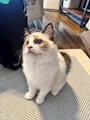 chiko