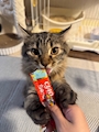 chiko