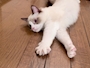 chiko