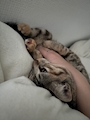 chiko