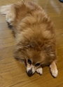 chiko