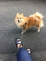 chiko