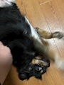 chiko