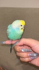 chiko