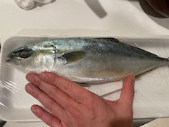 ゆうた「魚。。」