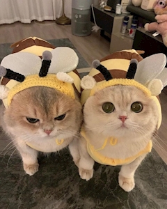 橘 さら「やっほー」