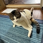 chiko