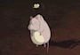 りゅうじ🐷