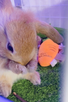 プロフィール写真1・くりまんじゅう｜6GRAMS・シックスグラム - 武蔵小山のガールズバー